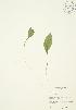  ( - JAG 0532)  @11 [ ] Copyright (2009) Unspecified University of Guelph BIO Herbarium