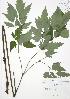  ( - JAG 0524)  @11 [ ] Copyright (2009) Unspecified University of Guelph BIO Herbarium