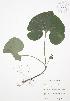  ( - JAG 0563)  @11 [ ] Copyright (2009) Unspecified University of Guelph BIO Herbarium