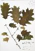  ( - JAG 0578)  @11 [ ] Copyright (2009) Unspecified University of Guelph BIO Herbarium