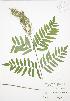  ( - JAG 0583)  @11 [ ] Copyright (2009) Unspecified University of Guelph BIO Herbarium
