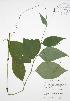  ( - JAG 0758)  @11 [ ] Copyright (2009) Unspecified University of Guelph BIO Herbarium