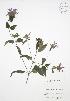  ( - JAG 0772)  @11 [ ] Copyright (2009) Unspecified University of Guelph BIO Herbarium