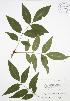  ( - JAG 0767)  @11 [ ] Copyright (2009) Unspecified University of Guelph BIO Herbarium