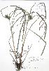  ( - JAG 0763)  @11 [ ] Copyright (2009) Unspecified University of Guelph BIO Herbarium