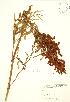  (Rumex triangulivalvis - JK 049)  @11 [ ] Copyright (2009) Unspecified University of Guelph BIO Herbarium