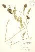  (Astragalus canadensis - JK 088)  @11 [ ] Copyright (2009) Unspecified University of Guelph BIO Herbarium