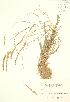  ( - JK 075)  @11 [ ] Copyright (2009) Unspecified University of Guelph BIO Herbarium