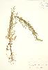 (Artemisia biennis - JK 074)  @13 [ ] Copyright (2009) Unspecified University of Guelph BIO Herbarium