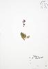  ( - BAR205)  @11 [ ] Copyright (2009) Unspecified University of Guelph BIO Herbarium