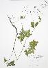  ( - BAR072)  @11 [ ] Copyright (2009) Unspecified University of Guelph BIO Herbarium