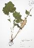  ( - BAR071)  @11 [ ] Copyright (2009) Unspecified University of Guelph BIO Herbarium