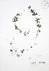  ( - BAR080)  @11 [ ] Copyright (2009) Unspecified University of Guelph BIO Herbarium