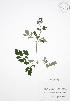  ( - BAR075)  @11 [ ] Copyright (2009) Unspecified University of Guelph BIO Herbarium