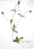 ( - BAR071)  @11 [ ] Copyright (2009) Unspecified University of Guelph BIO Herbarium