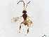  (Adelius Malaise2086 - BIOUG50557-F04)  @11 [ ] CreativeCommons - Attribution (2021) CBG Photography Group Centre for Biodiversity Genomics