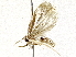  ( - BIOUG73019-E11)  @11 [ ] CreativeCommons - Attribution (2021) CBG Photography Group Centre for Biodiversity Genomics