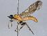  ( - BIOUG48403-F09)  @11 [ ] CreativeCommons - Attribution (2021) CBG Photography Group Centre for Biodiversity Genomics