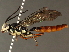  (Coelichneumon Malaise9265 - BIOUG50159-H08)  @11 [ ] CreativeCommons - Attribution (2020) CBG Photography Group Centre for Biodiversity Genomics