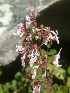 (Aeollanthus parvifolius - APN_PLEC_88)  @11 [ ] No Rights Reserved (nrr)  Unspecified Unspecified