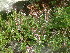  ( - APN_PLEC_88)  @11 [ ] No Rights Reserved (nrr)  Unspecified Unspecified