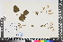  (Tetradenia - APN_PLEC_67)  @11 [ ] No Rights Reserved (nrr)  Unspecified Unspecified