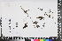  (Plectranthus dolichopodus - APN_PLEC_133)  @11 [ ] No Rights Reserved (nrr)  Unspecified Unspecified