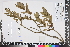  (Rabdosiella - APN_PLEC_137)  @11 [ ] No Rights Reserved (nrr)  Unspecified Unspecified