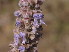  ( - APN_PLEC_59)  @11 [ ] No Rights Reserved (nrr)  Unspecified Unspecified