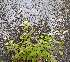  (Plectranthus elegantulus - APN_PLEC_128)  @11 [ ] No Rights Reserved (nrr)  Unspecified Unspecified