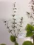  (Plectranthus swynnertonii - APN_PLEC_25)  @11 [ ] No Rights Reserved (nrr)  Unspecified Unspecified