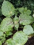  (Coleus bojeri - APN_PLEC_84)  @11 [ ] No Rights Reserved (nrr)  Unspecified Unspecified