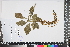  (Plectranthus barbatus - APN_PLEC_19)  @11 [ ] No Rights Reserved (nrr)  Unspecified Unspecified