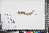  (Thorncroftia - APN_PLEC_40)  @11 [ ] No Rights Reserved (nrr)  Unspecified Unspecified