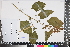  (Plectranthus hereroensis - APN_PLEC_146)  @11 [ ] No Rights Reserved (nrr)  Unspecified Unspecified