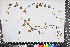  (Aeollanthus - APN_PLEC_97)  @11 [ ] No Rights Reserved (nrr)  Unspecified Unspecified