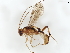  (Mesochorus unocuatronueve - BIOUG56782-A09)  @11 [ ] CreativeCommons - Attribution (2021) CBG Photography Group Centre for Biodiversity Genomics