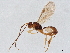  (Mesochorus unocincoseis - BIOUG58295-C04)  @11 [ ] CreativeCommons - Attribution (2021) CBG Photography Group Centre for Biodiversity Genomics