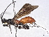  (Liobracon Malaise9555 - BIOUG56579-E01)  @11 [ ] CreativeCommons - Attribution (2022) CBG Photography Group Centre for Biodiversity Genomics