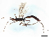  (Notiospathius Malaise5250 - BIOUG57008-F06)  @11 [ ] CreativeCommons - Attribution (2022) CBG Photography Group Centre for Biodiversity Genomics