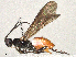  ( - BIOUG55372-H03)  @11 [ ] CreativeCommons - Attribution Share-Alike (2024) CBG Photography Group Centre for Biodiversity Genomics