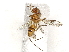  ( - BIOUG56922-F07)  @11 [ ] CreativeCommons - Attribution Share-Alike (2024) CBG Photography Group Centre for Biodiversity Genomics