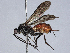  ( - BIOUG56923-G12)  @11 [ ] CreativeCommons - Attribution (2021) CBG Photography Group Centre for Biodiversity Genomics