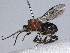  ( - BIOUG56917-G06)  @11 [ ] CreativeCommons - Attribution (2021) CBG Photography Group Centre for Biodiversity Genomics