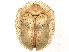  ( - BIOUG56974-C05)  @11 [ ] CreativeCommons - Attribution (2021) CBG Photography Group Centre for Biodiversity Genomics