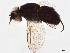 (Phytomyptera Janzen3518 - BIOUG49165-A06)  @14 [ ] CreativeCommons - Attribution (2020) CBG Photography Group Centre for Biodiversity Genomics