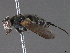  (Paradidyma Malaise6877 - BIOUG48912-B01)  @11 [ ] CreativeCommons - Attribution (2020) CBG Photography Group Centre for Biodiversity Genomics