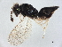  (Horismenus Malaise8014 - BIOUG58576-H11)  @11 [ ] CreativeCommons - Attribution (2022) CBG Photography Group Centre for Biodiversity Genomics