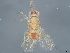  ( - BIOUG58960-C12)  @11 [ ] CreativeCommons - Attribution (2022) CBG Photography Group Centre for Biodiversity Genomics