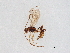  ( - BIOUG60956-H08)  @11 [ ] CreativeCommons - Attribution (2021) CBG Photography Group Centre for Biodiversity Genomics